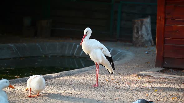 White Stork Wants To Sleep