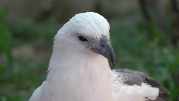 Close up eagle turn the head alt