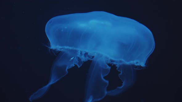 Closeup of Beautiful Single Blue Glowing Jellyfish with Closed Bell Moving in Upward Direction with alt