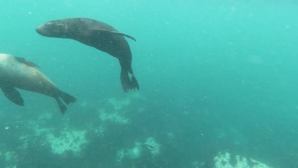 Baby sea lion comes close up and swims away in Hout Bay, South Africa alt