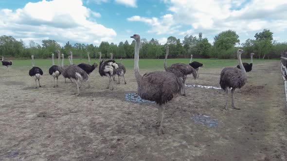 Ostriches Farm From West Ukraine