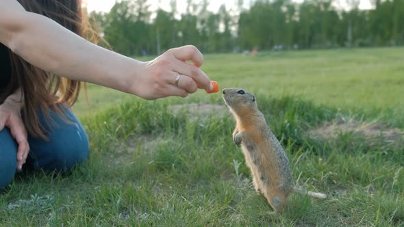 Close-up of a Woman's Hand Feeding Vegetables Little Gopher alt