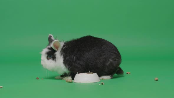 Rabbit eating a nuts