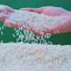 Woman Pours Hand To down Rice Grains Slow Motion  - VideoHive Item for Sale