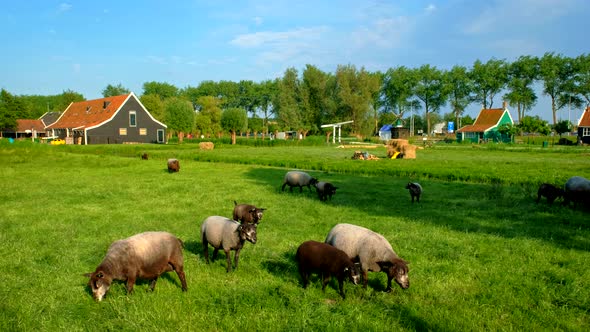 Sheeps Grazing Near Farm Houses in the Museum Village of Zaanse alt