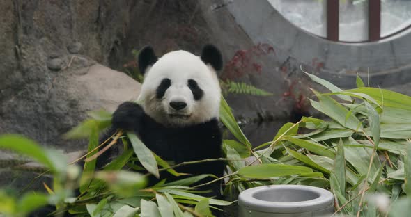 Panda eat bamboo at park