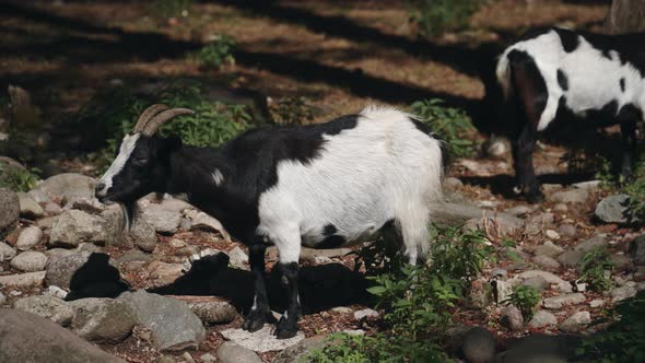 Black And Withe Goat Eating alt