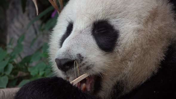 Portrait of Giant Panda (Ailuropoda Melanoleuca) Eating Bamboo
