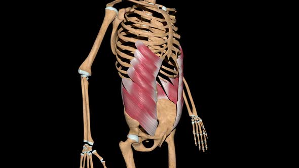 Abdominal External Oblique Muscles On Skeleton by madi7779 | VideoHive