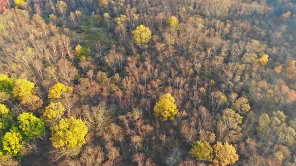 Autumn Rural Forest Natural Landscape the Fantastic Scenery with Morning Fog alt