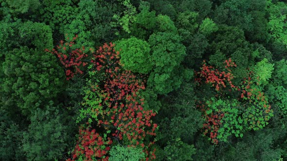 Beautiful red royal poinciana or flamboyant flower (Delonix regia) in summer alt