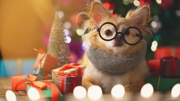 cute white brown tiny lapdog sit relax in christmas festive decorating items alt