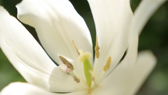 Tulipa Purissima petals and pestal in the garden slow tilt 4K 2160p UltraHD footage - White  Fosteri