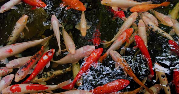 Beautiful and Calm Koi Fish Swimming in a Clear Pond alt
