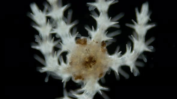 Ophiura under a microscope, class Ophiuroidea, similar to Asteroidea (sea star) alt