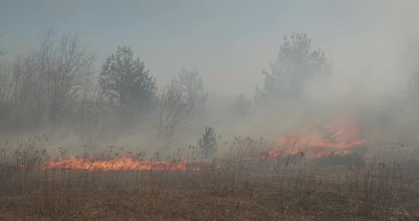 Strong Winds Exacerbate A Lot Of Smoke In The Forest alt