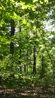 Vertical Video of Summer Forest By Day alt