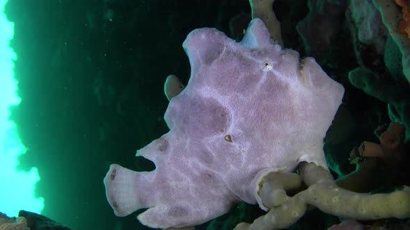 White Giant Frogfish (Antennarius commerson) sitting on finger coral on coral reef alt