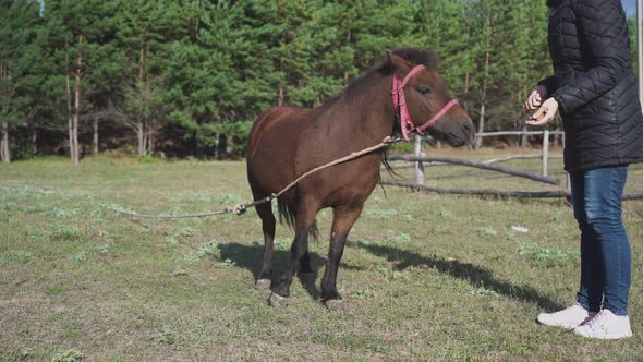 A girl in a black jacket feeds a brown pony with carrots, a pine forest in the background alt