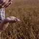 A Farmer in the Middle of a Soybean Field Examines the Grains of a Mature Plant and Pours Them From - VideoHive Item for Sale