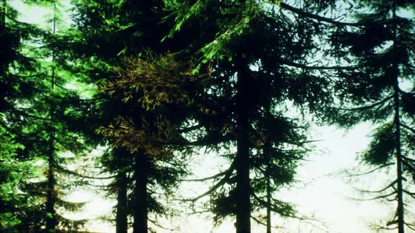 Green Cone Trees in Bright Sun Light alt