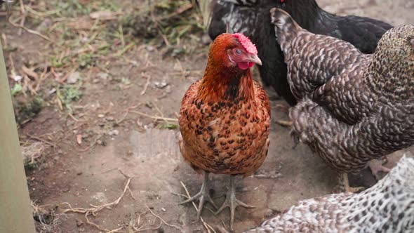 A Beautiful Brown Hen Stands with the Rest of the Hens on the Paddock Closeup alt