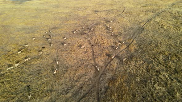 Wild Saiga Antelope Running. Herd of Antelope Running on Steppes To River.  Hdr Slow Motion alt
