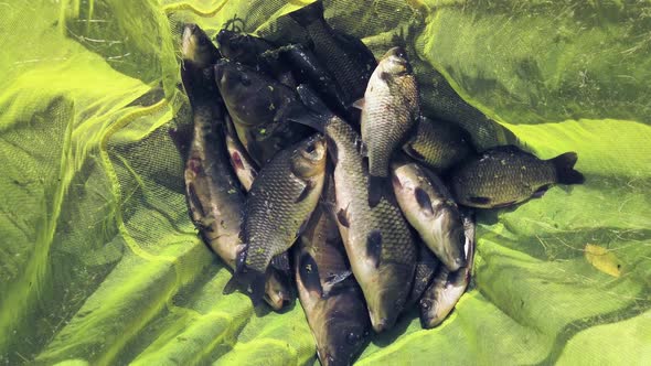 Live Fish Carp and Crucian Lies and Jumps in the Net of the Angler
