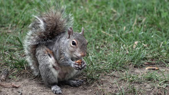 New York: Squirrel Eats Seeds In The Park.
