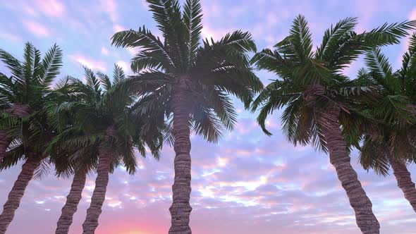 Motion Through Palm  alt