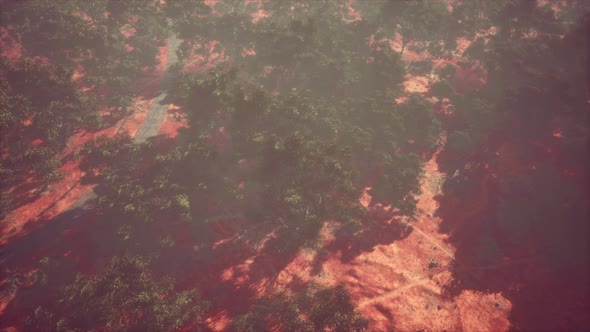 Drone Shot Aerial View or Road in Old Forest Woods alt