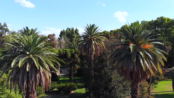 Palm tree, alley, park General San Martin (Mendoza, Argentina) aerial view