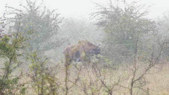 Two european bison bonasus feeding on leaves from a bush,foggy,Czechia. alt