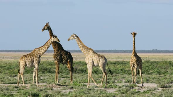 Giraffes On Plains Of Etosha National Park, Namibia alt