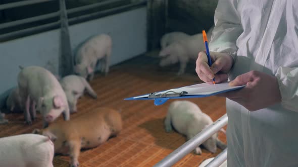 Farm Worker Is Writing Data About the Pigs in the Yard alt