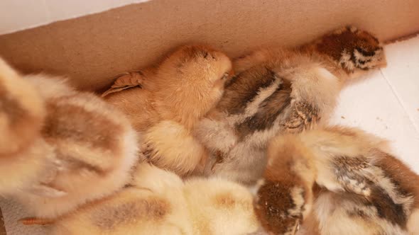 Small Chicks Newborn Chickens in Box Poultry Farming Breeding
