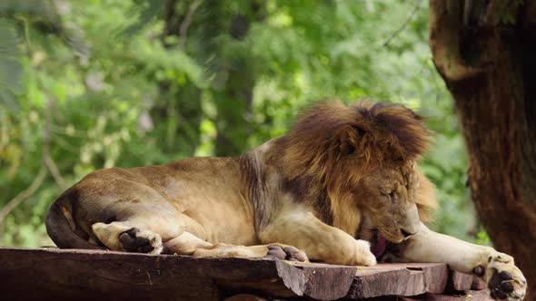 male lion resting near a tree