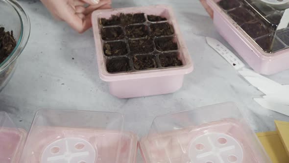 Little girl helping planting seeds in seed propagator with soil. alt