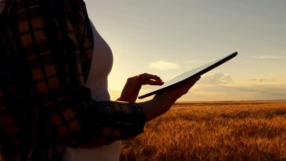 Girl Farmer in Plaid Shirt in Wheat Field on Sunset Background. The Girl Uses a Tablet, Plans To alt