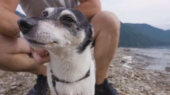 Cute Dog Toy Fox Terrier Being Petted on Rocky Beach in Canadian Nature alt