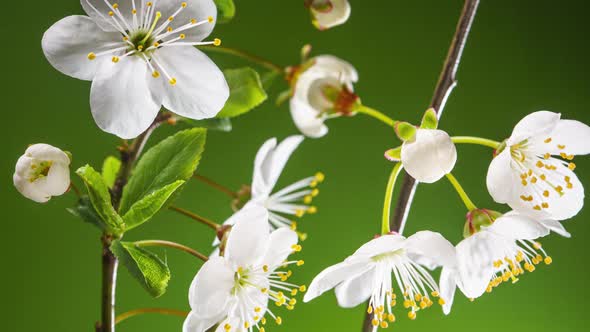 Cherry Branch with Blooming Flowers Time Lapse. Tilt Up