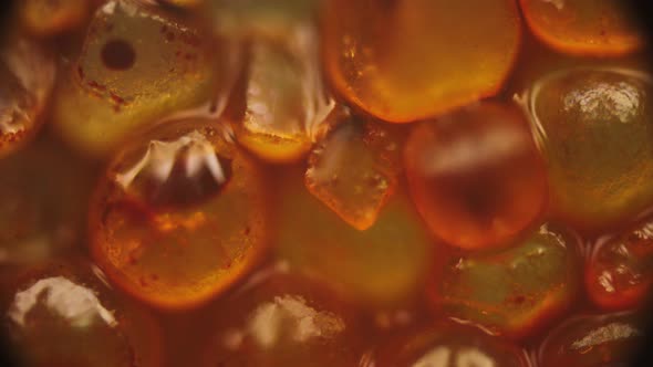 macro photography microworld alt