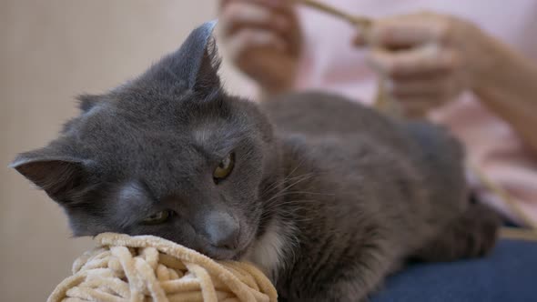 The Cat Lies on a Ball of Thread From a Girl Who Crochets alt