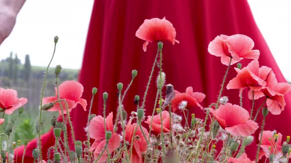 woman's hand touching red beautiful poppy in a flowers field.sunny summer day,girl wearing red dress alt