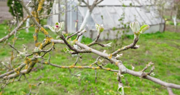 Young Fresh Spring Leaves Trembling on the Wind. Thin Tree Branch with Fresh Green Leaves on Nature alt