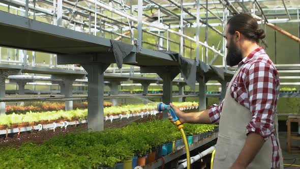 Handsome Bearded Man Watering Plants in Greenhouse, Agricultural Business, Farm