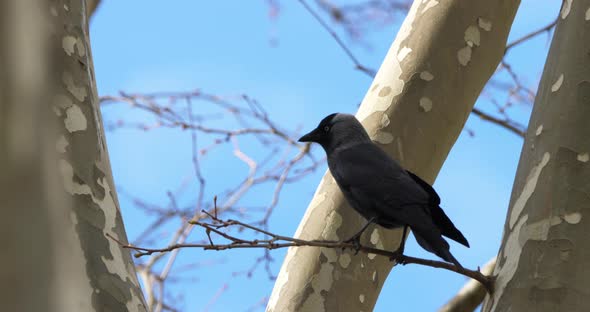 Western jackdaw (Coloeus monedula), perched on a platanus alt