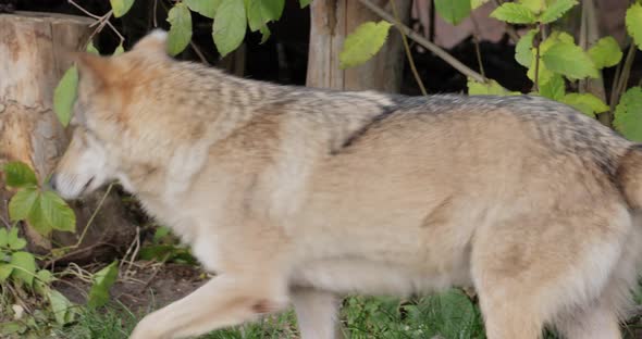 Wolf Canis Lupus Also Known As the Gray Wolf is the Largest Extant Member of the Family Canidae alt