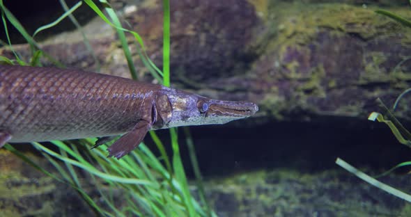 Fish Longnose Gar Lepisosteus Osseus Also Known As Longnose Garpike alt