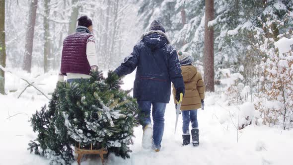 Family walking in forest with Christmas tree alt